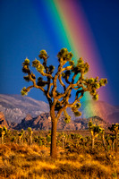 Joshua Tree Rainbow  ©2013