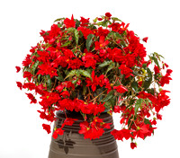 Begonia beaucoups dbl red--136