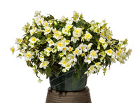 Begonia beaucoups dbl white--092