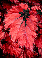 Begonia Rex-8