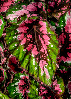 Begonia Rex
