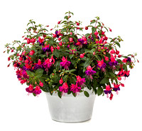 Fushia Windchimes dbl dark eyes012
