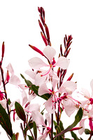 gaura bantam white-108